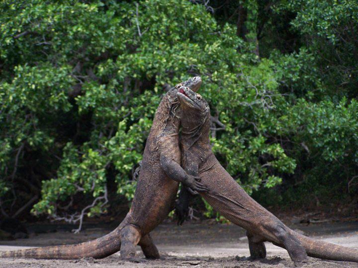 KOMODO     1 